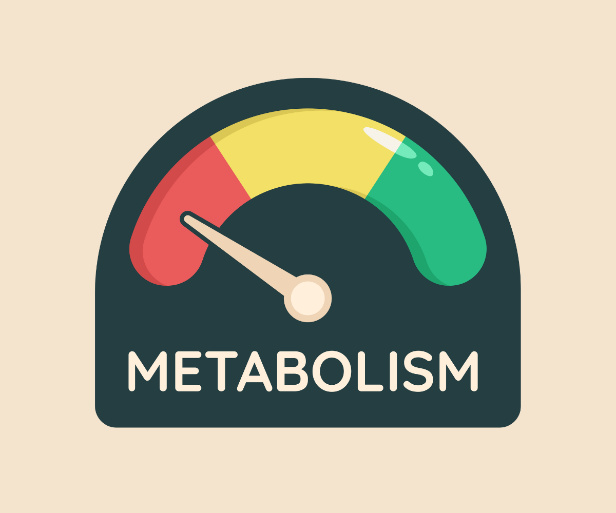 The Truth About Metabolism: Can You Really Speed It Up?
